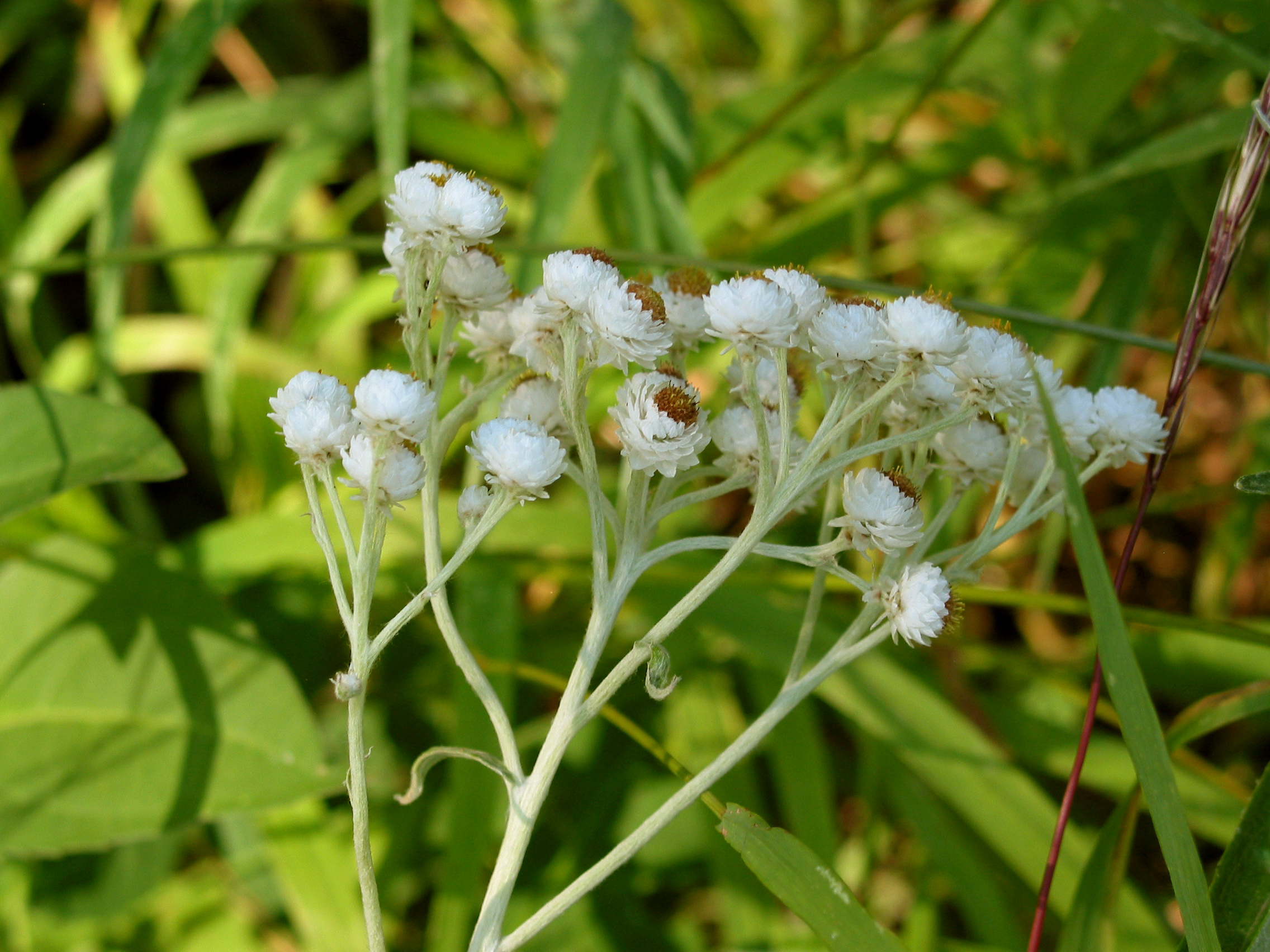 Pearly Everlasting (Anaphalis margaritacea)