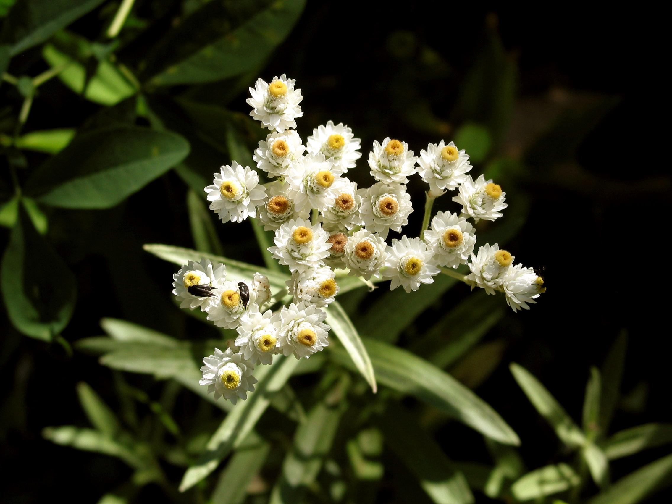 Pearly Everlasting (Anaphalis margaritacea)