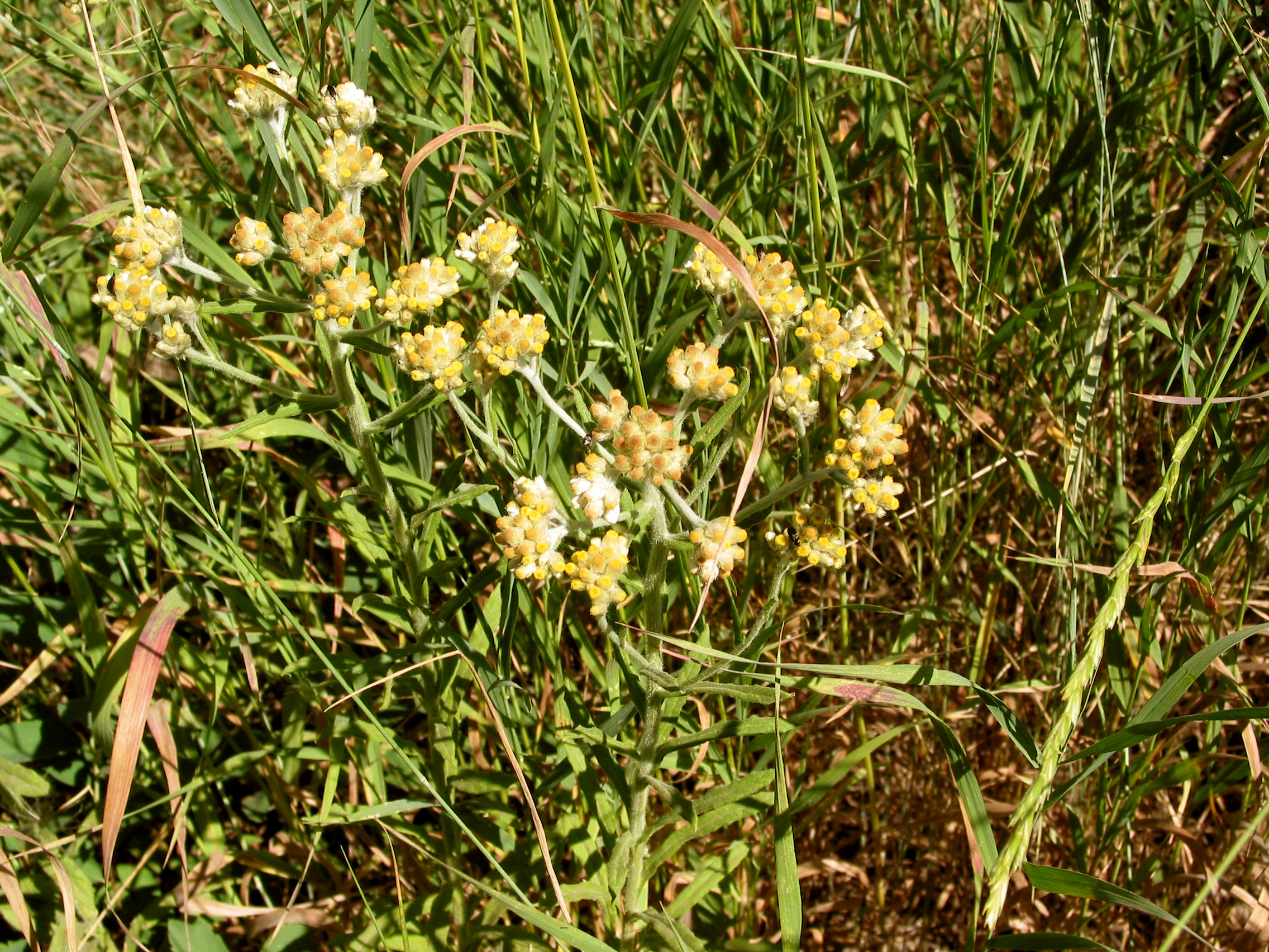 Pearly Pussytoes (Antennaria anaphaloides)