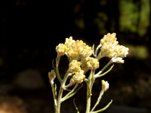 Pearly Pussytoes (Antennaria anaphaloides)