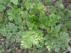 Poison Hemlock (Conium maculatum)