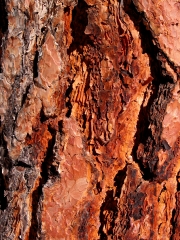 Ponderosa Pine (Pinus ponderosa)

