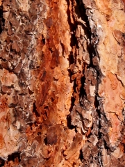 Ponderosa Pine (Pinus ponderosa)
