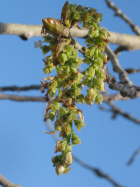 eastern cottonwood, necklace poplar, great plains cottonwood (Populus deltoides)