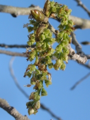 eastern cottonwood, necklace poplar, great plains cottonwood (Populus deltoides)