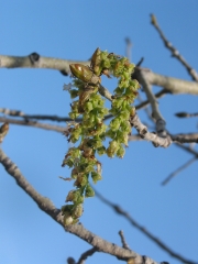 eastern cottonwood, necklace poplar, great plains cottonwood (Populus deltoides)