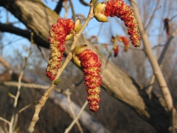 eastern cottonwood, necklace poplar, great plains cottonwood (Populus deltoides)