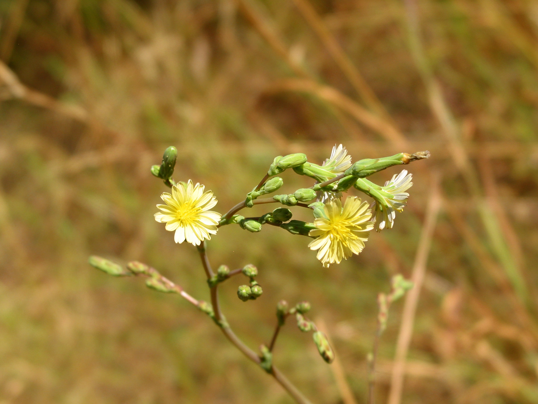 prickly lettuce, compass plant (Lactuca serriola )
