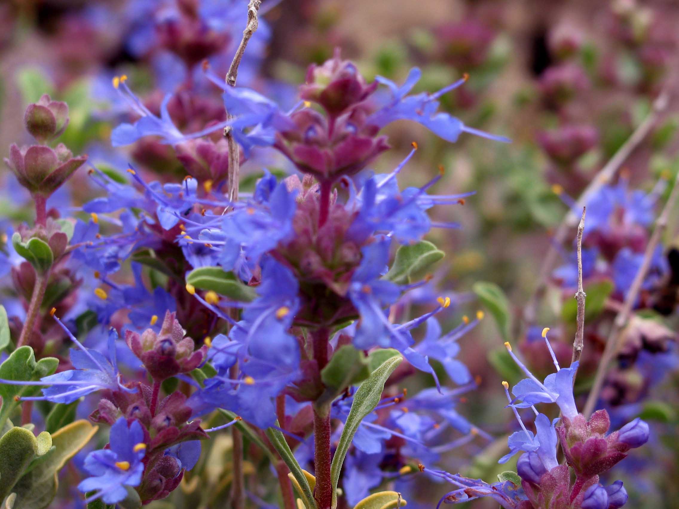 purple sage (Salvia dorrii var. carnosa)
