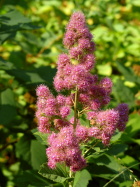 Pyramid spirea (Spiraea pyramidata)