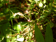 grouse whortleberry, red huckleberry (Vaccinium scoparium)