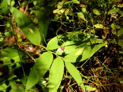 grouse whortleberry, red huckleberry (Vaccinium scoparium)
