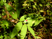 grouse whortleberry, red huckleberry (Vaccinium scoparium)
