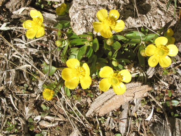 buttercup (Ranunculus glaberrimus)
