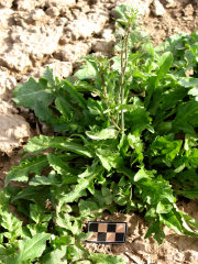 shepherd's purse (Capsella bursa-pastoris)