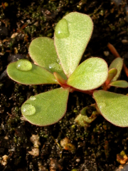 common purslane (Portulaca oleracea) 