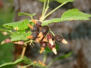 Sticky Currant (Ribes viscosissimum)