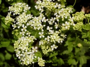 hoary cress, whitetop (Cardaria spp.)
