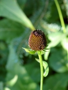 western coneflower (Rudbeckia occidentalis)