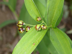 Wild Lily of the Valley (Smilacina stellata)