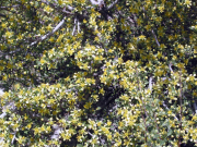 bitterbrush (Purshia tridentata)