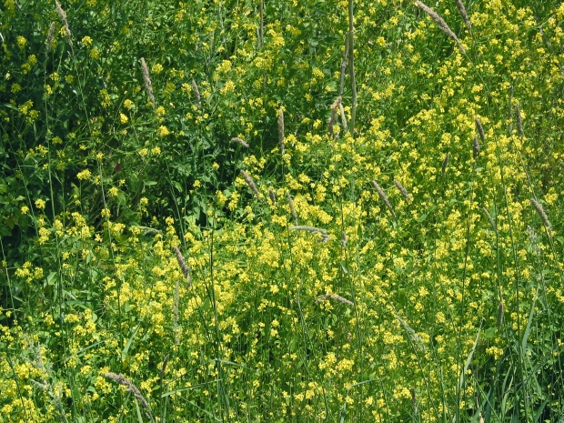 black mustard (Brassica nigra)