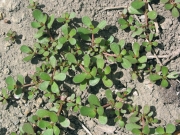 common purslane (Portulaca oleracea) 