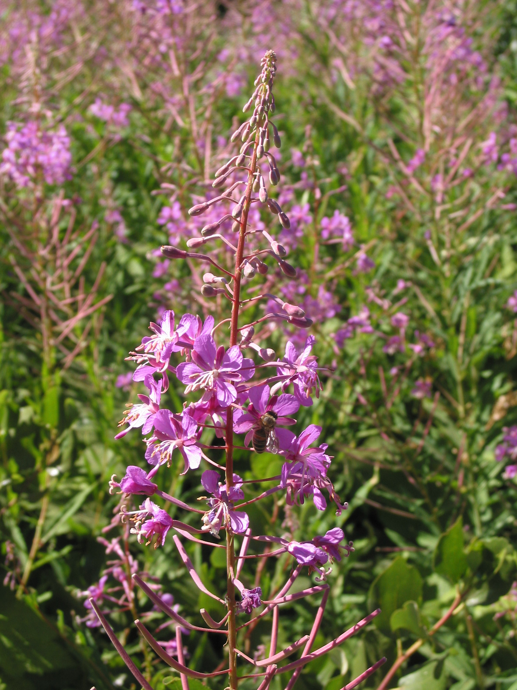 fireweed (Chamerion angustifolium)