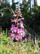 fireweed (Chamerion angustifolium)