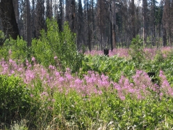 fireweed (Chamerion angustifolium)