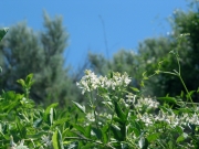 white virgin's bower (Clematis ligusticifolia)