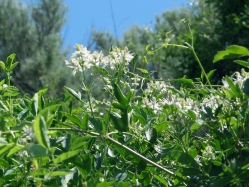 white virgin's bower (Clematis ligusticifolia)