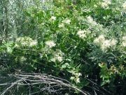 white virgin's bower (Clematis ligusticifolia)