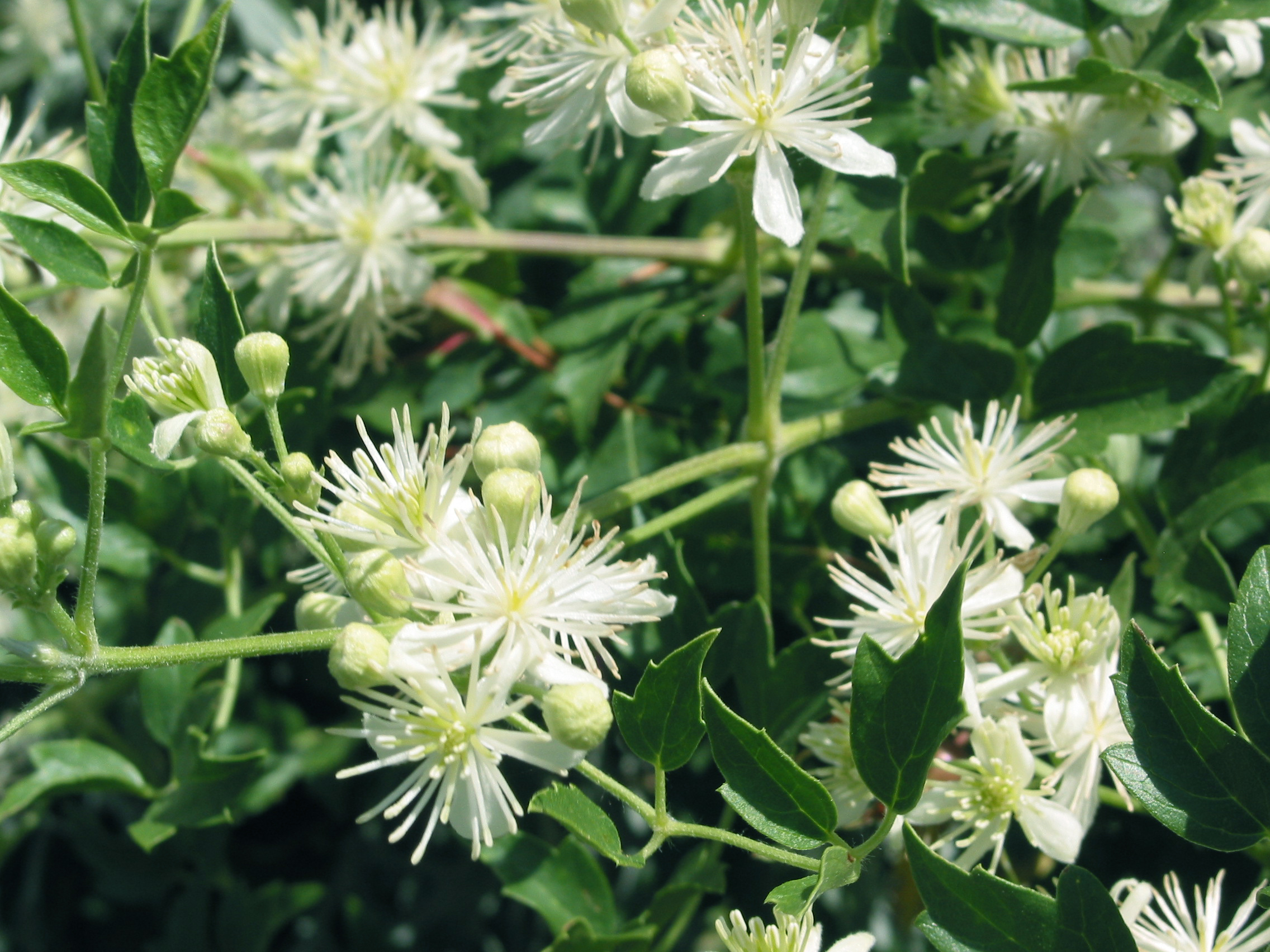 white virgin's bower (Clematis ligusticifolia)