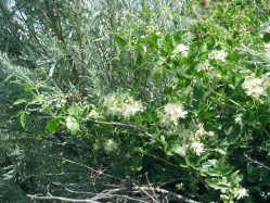 white virgin's bower (Clematis ligusticifolia)