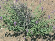 Blue Mountain prairie clover, Western prairie clover (Dalea ornata)
