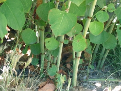 Japanese knotweed (Polygonum cuspidatum)
