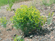 leafy spurge (Euphorbia esula)