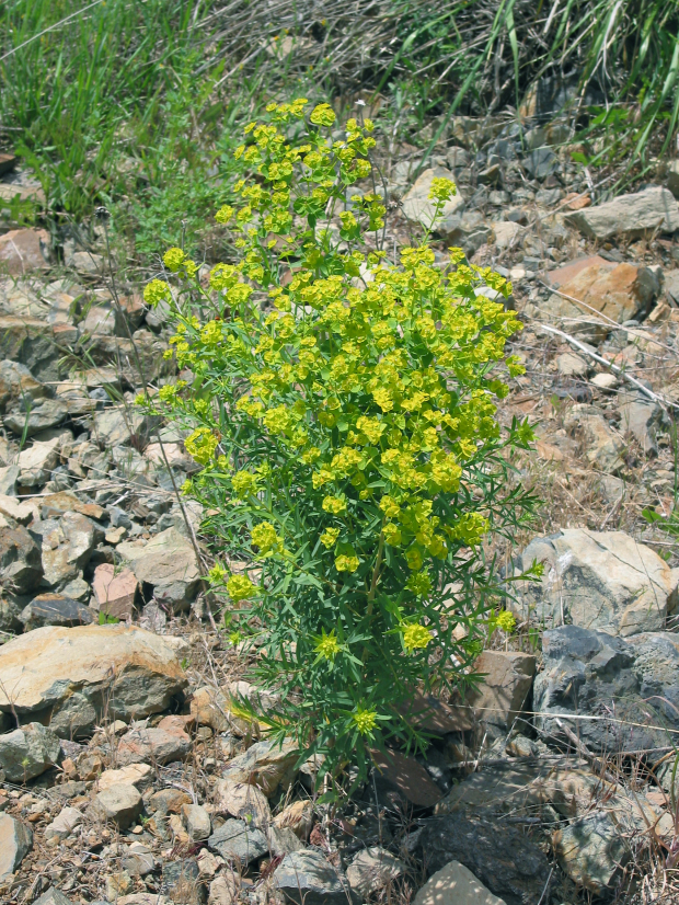 leafy spurge (Euphorbia esula)