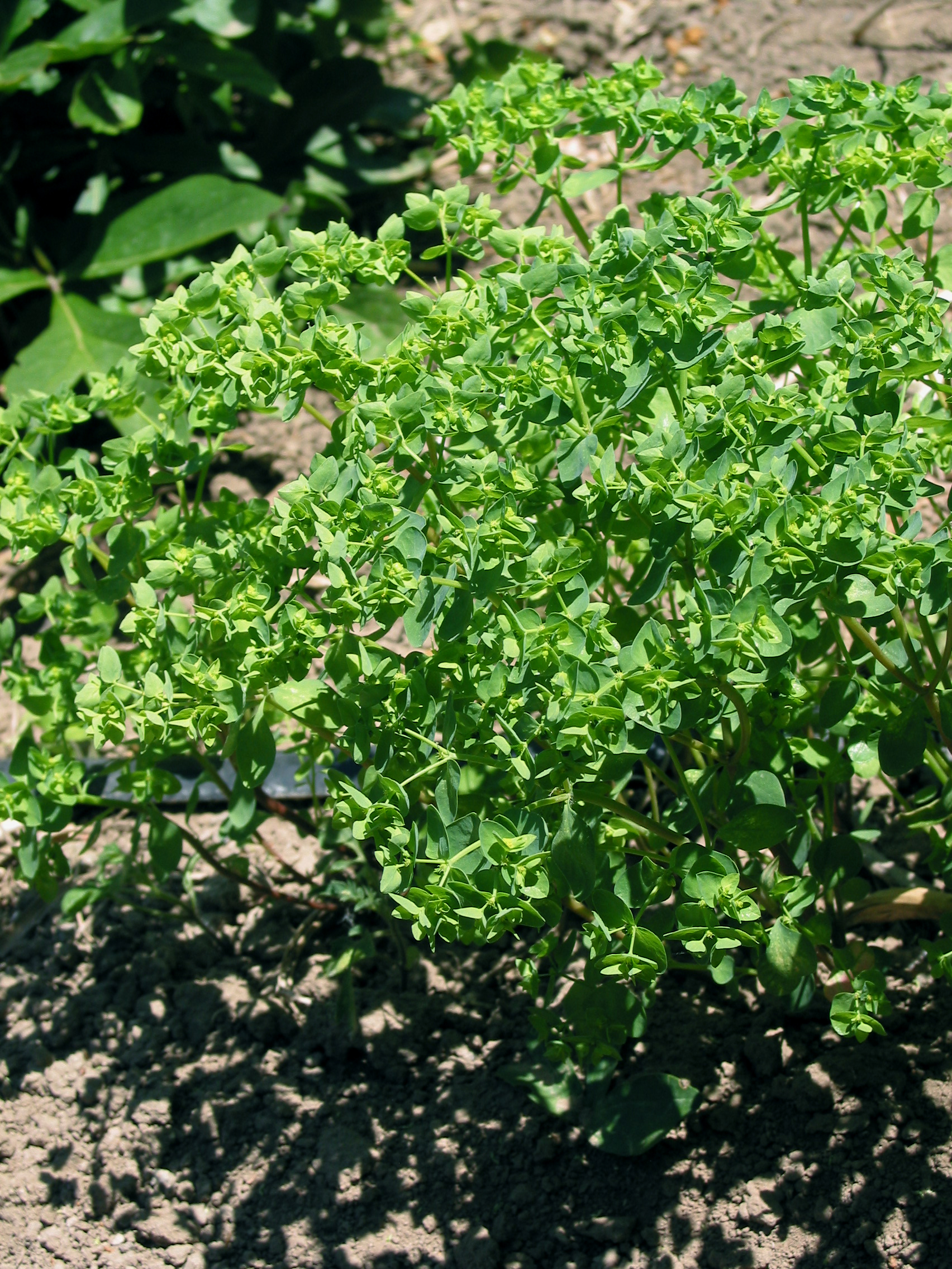 petty spurge (Euphorbia peplus)
