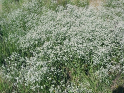 perennial pepperweed (Lepidium latifolium L)
