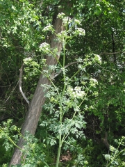 Poison Hemlock (Conium maculatum)
