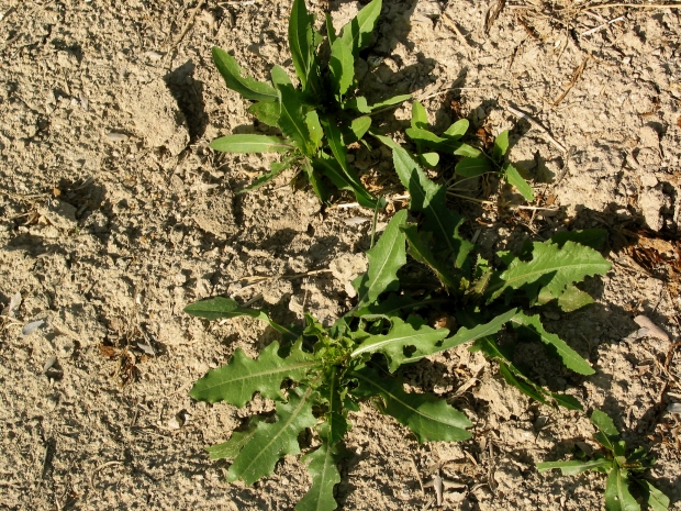 prickly lettuce, compass plant (Lactuca serriola ) 