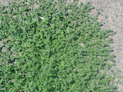 prostrate vervain, bigbract verbena(Verbena bracteata)