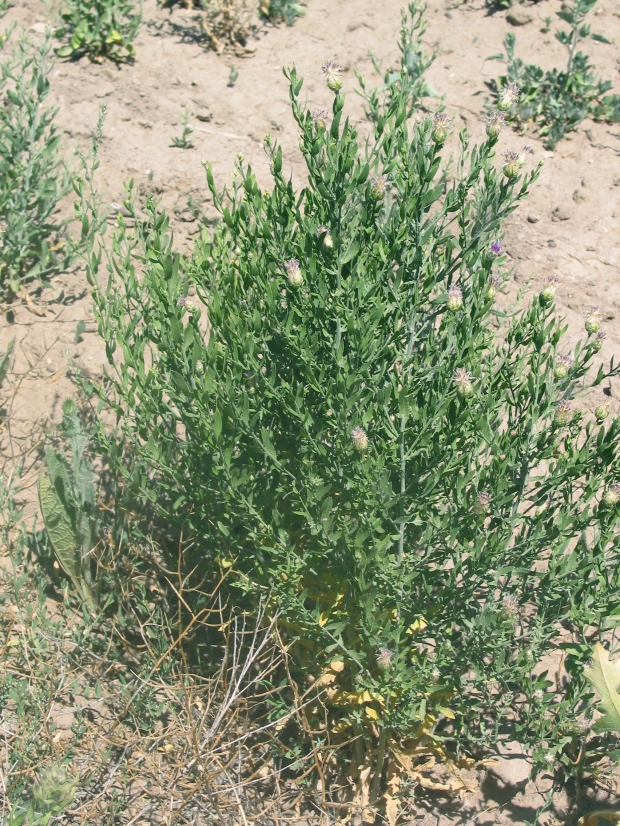 Russian knapweed (Acroptilon repens)
 
