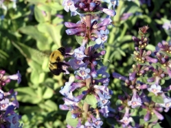 Penstemon