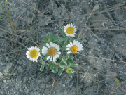 showy townsend daisy (Townsendia florifer)