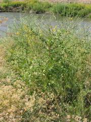 small-flowered gaura (Gaura mollis)