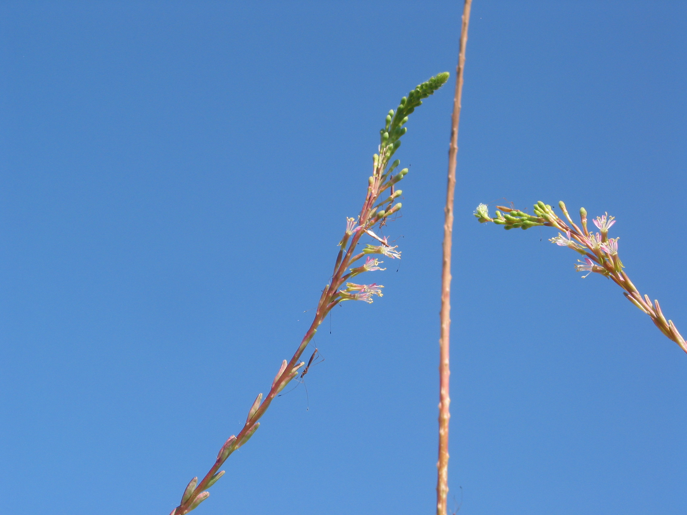 small-flowered gaura (Gaura mollis)