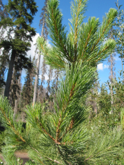 sugar pine (Pinus lambertiana)